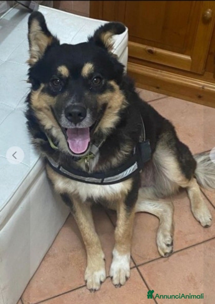Meticcio cani Pastorino 2anni RINUNCIA DI PROPRIETÀ.MANTOVA SOS a Città metropolitana di Milano - Annuncio 36