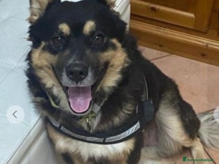 Meticcio cani Pastorino 2anni RINUNCIA DI PROPRIETÀ.MANTOVA SOS a Città metropolitana di Milano - Annuncio 5
