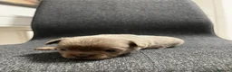 Chihuahua cani in vendita: Cuccioli Maschi Chihuahua a Provincia di Brescia - Annuncio 5