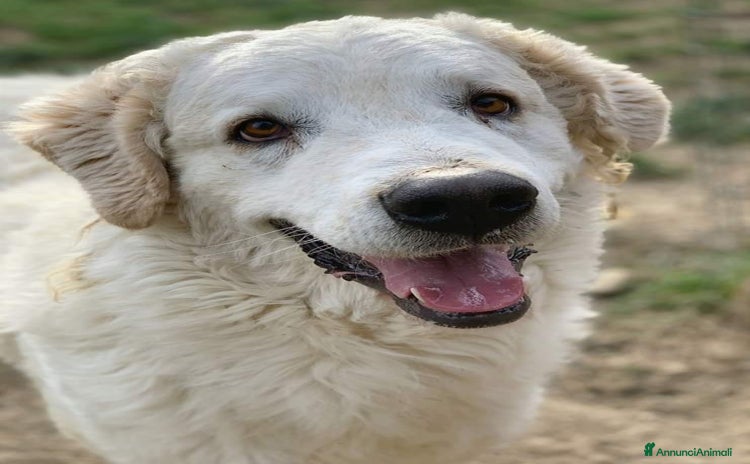 Pastore Maremmano cani - Annuncio 5