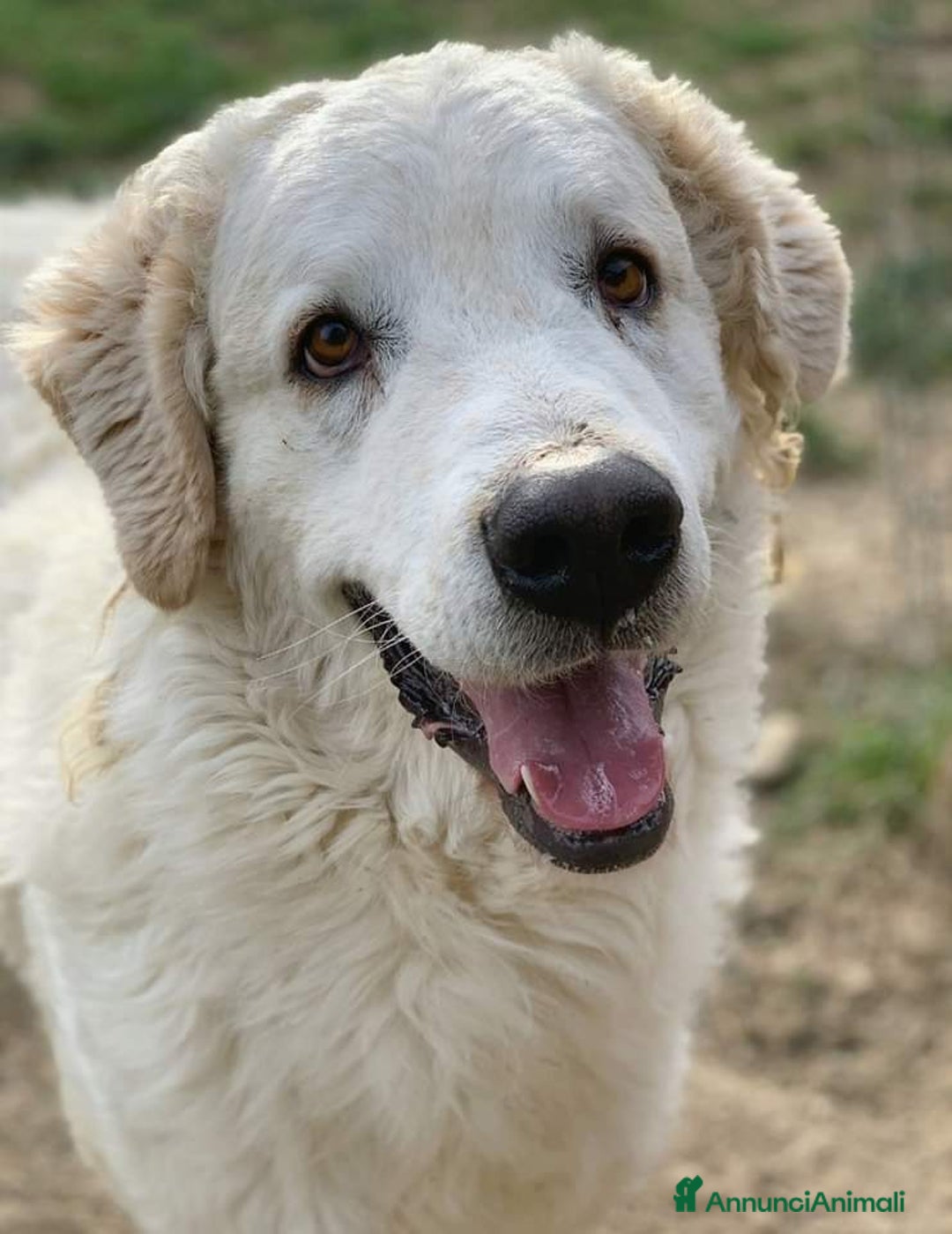 Pastore Maremmano cani in regalo: NICKY il gigante più buono!! - Annuncio 1