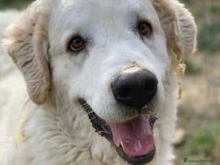 Pastore Maremmano cani NICKY il gigante più buono!! - Annuncio 3