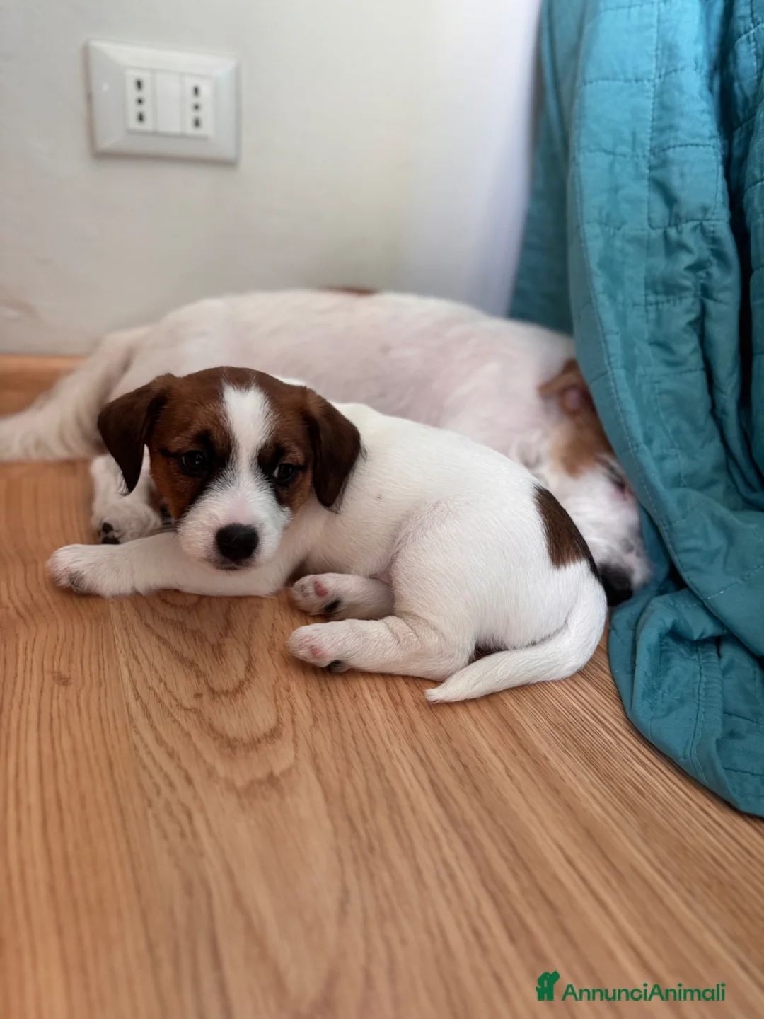 Jack Russell cani in vendita: Cuccioli di JACK RUSSEL a Provincia di Cuneo - Annuncio 6