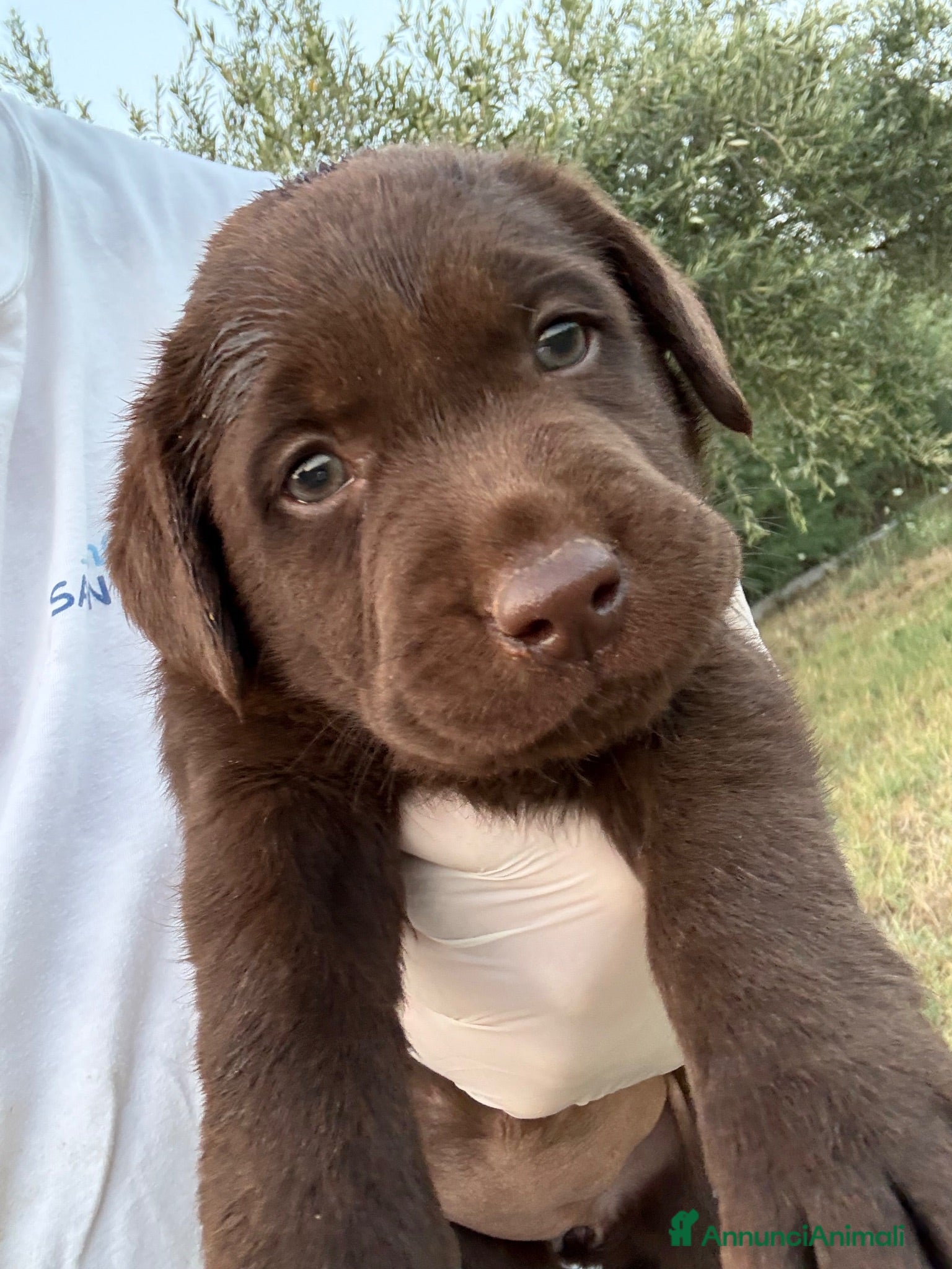 Labrador cani Cuccioli di Labrador Choco  - Annuncio 11