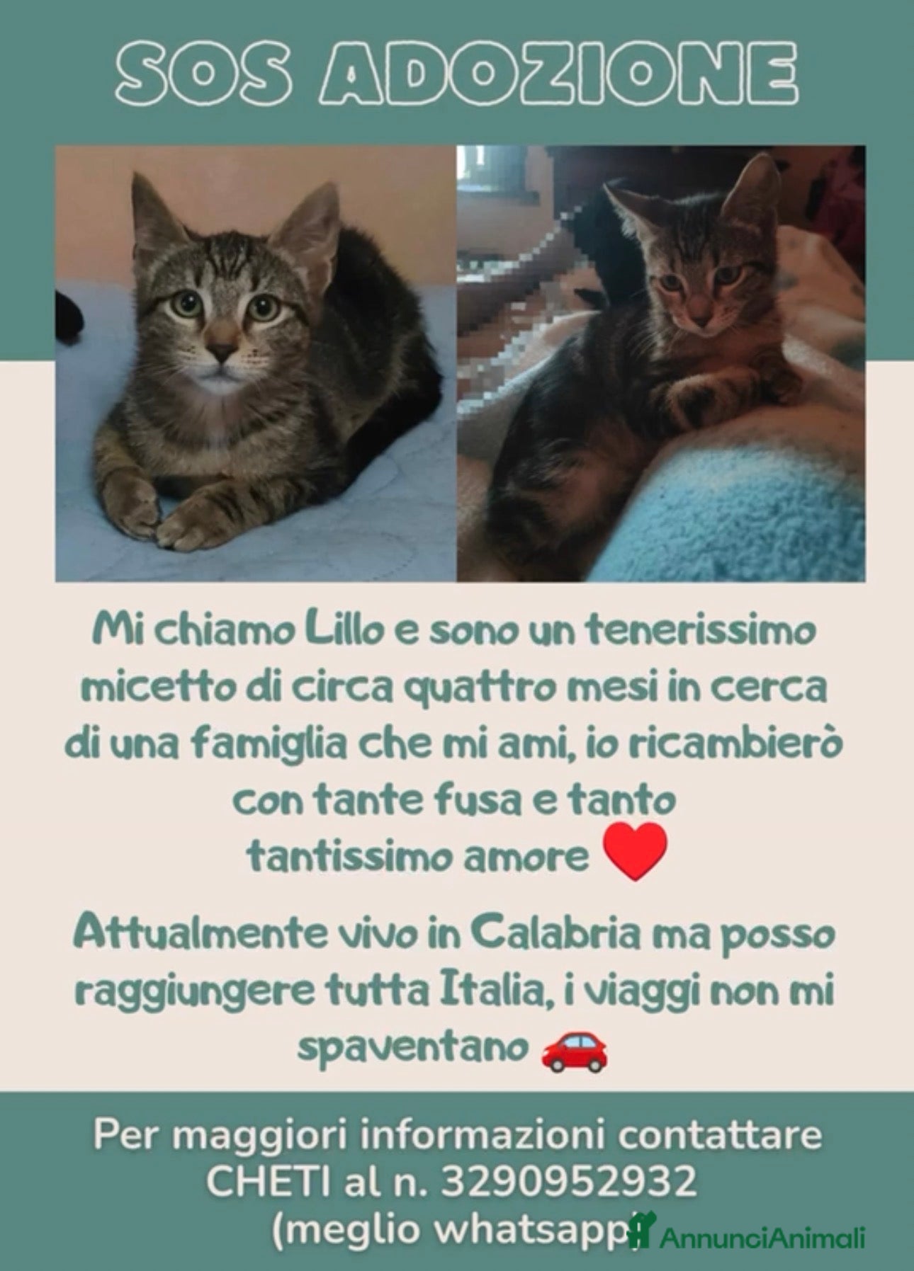 Meticcio gatti TENERISSIMO MICIO 🐈‍⬛ CERCA CASA 🏡!!!!! - Annuncio 23