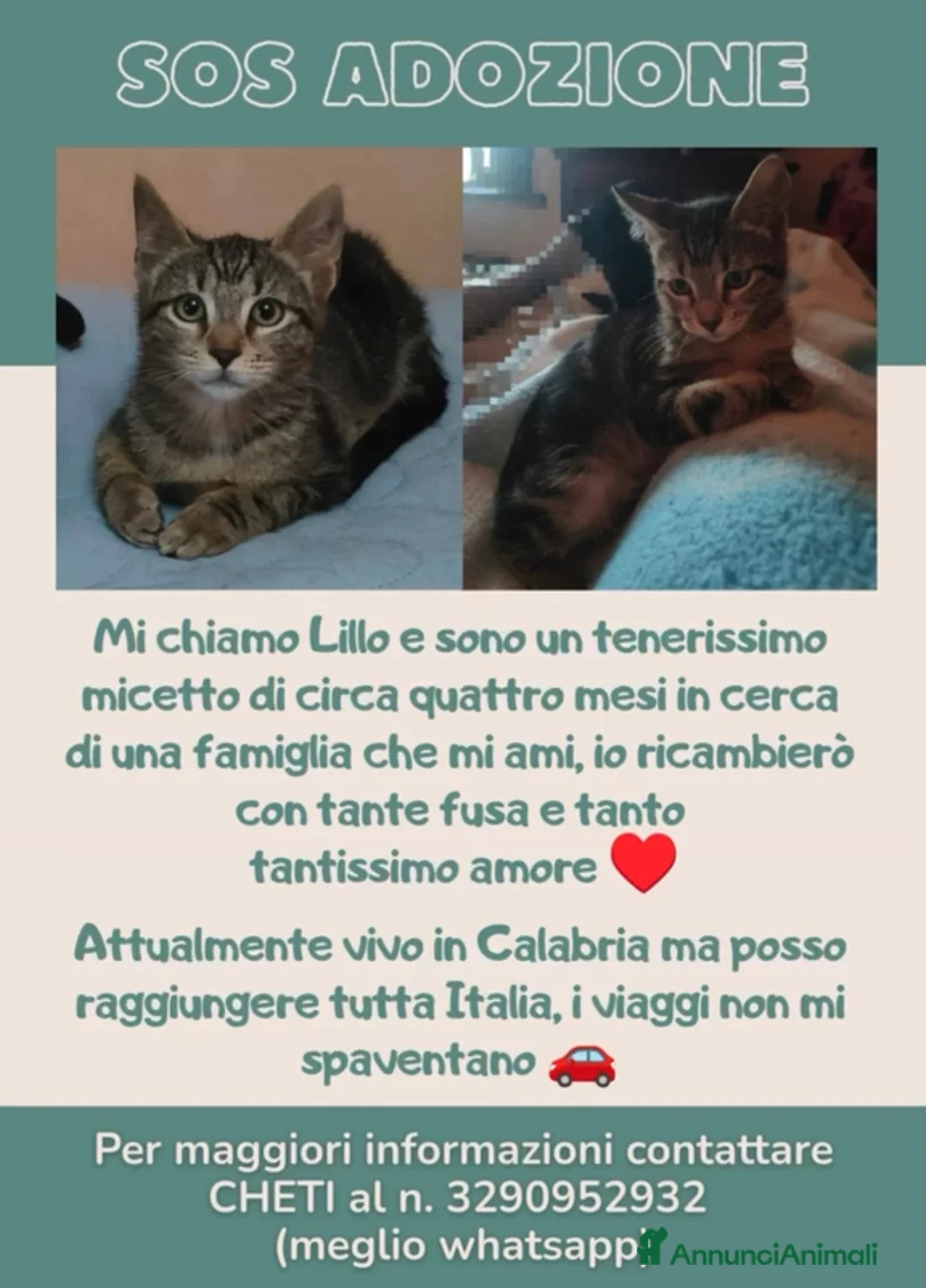 Meticcio gatti in regalo: TENERISSIMO MICIO 🐈‍⬛ CERCA CASA 🏡!!!!! - Annuncio 1