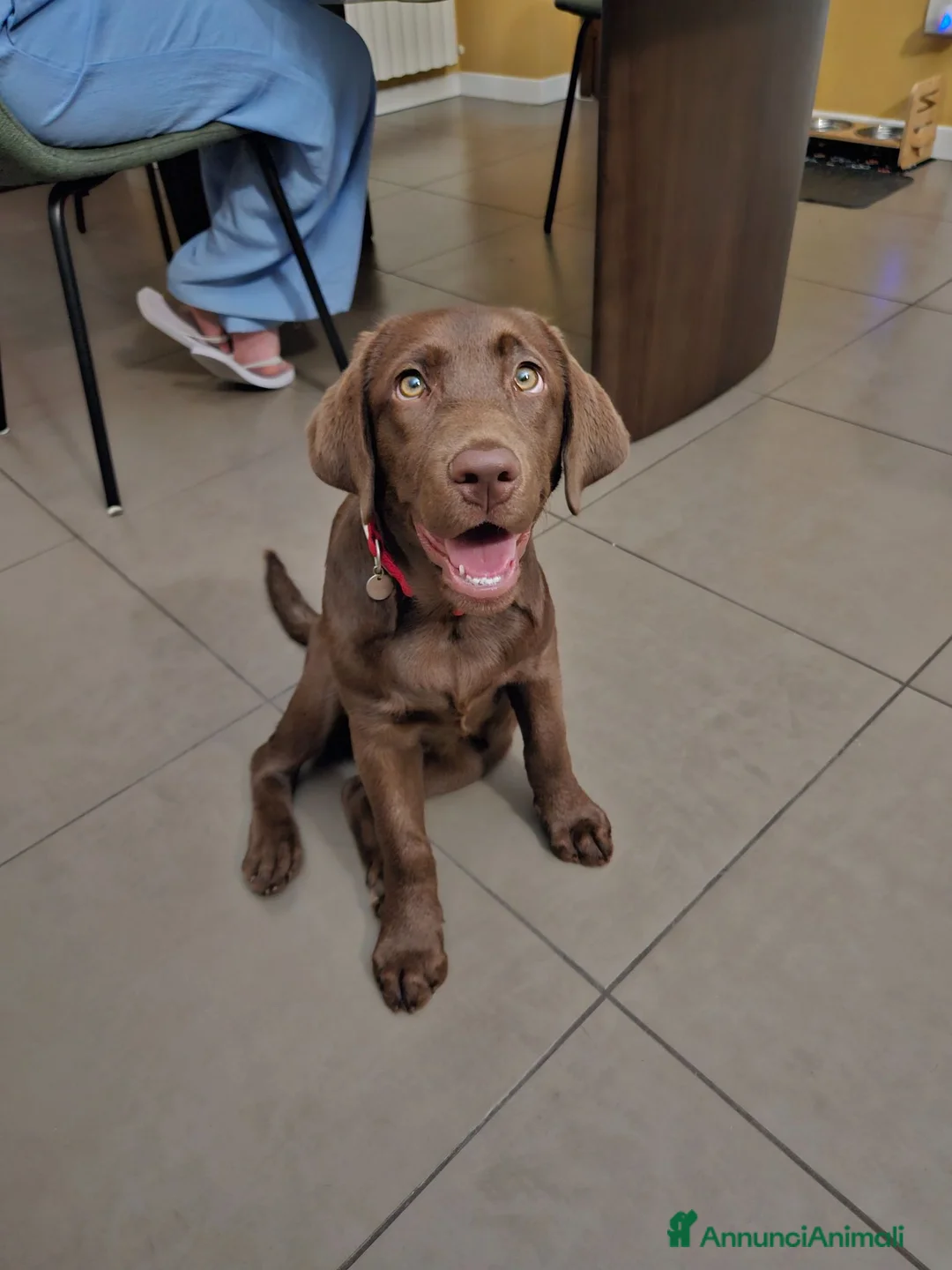 Labrador cani in vendita: Cucciola bellissima di Labrador chocolate  - Annuncio 4