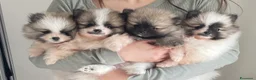 Volpino Pomerania cani in vendita: Adorabili cuccioli di Pomerania disponibili - Annuncio 5