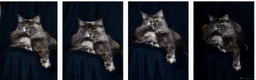 Maine Coon gatti in vendita: Maine Coon - Annuncio 3