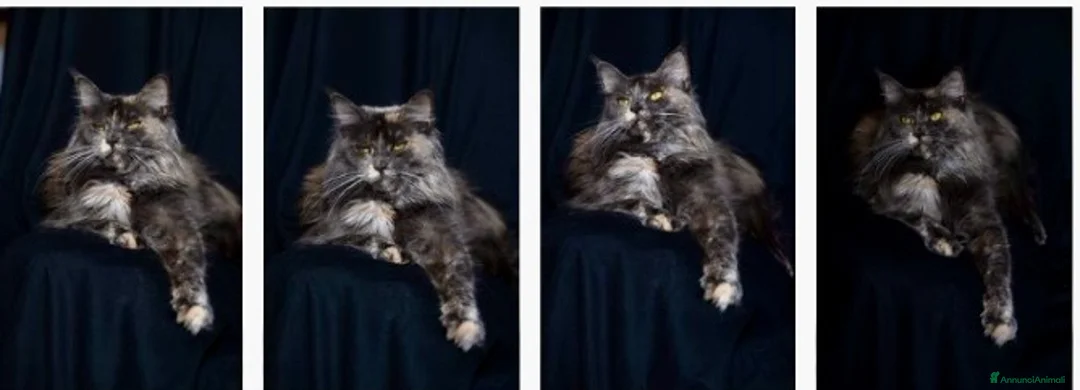 Maine Coon gatti in vendita: Maine Coon - Annuncio 3