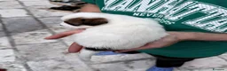 Jack Russell cani in vendita: Maschi disponibile per la prenotazione - Annuncio 7