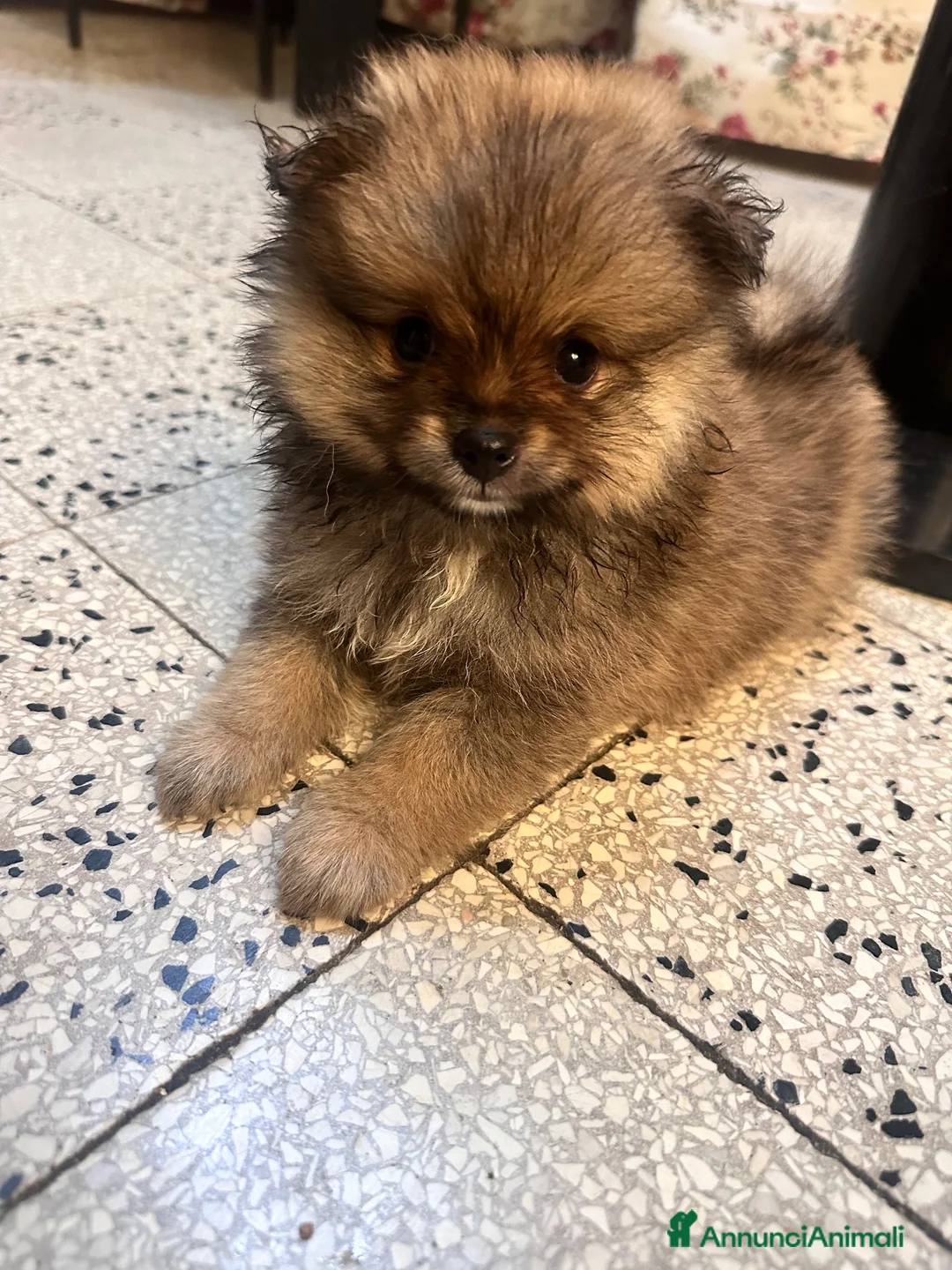 Spitz cani in vendita: Spitz maschietto cerca famiglia  a Provincia di Foggia - Annuncio 8