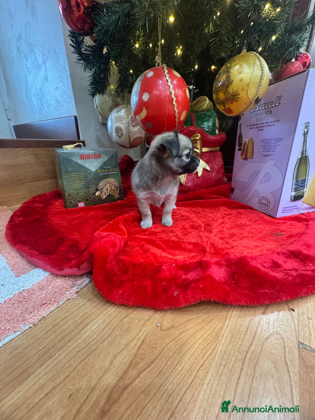 Chihuahua cani in vendita: Cuccioli chihuahua pelo lungo - Annuncio 7