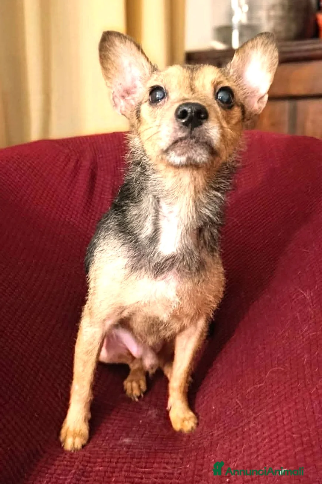 Meticcio cani in regalo: ADOZ.DEL. UORE: cerca mamma h24, picchiato e maltr - Annuncio 1