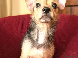 Meticcio cani ADOZ.DEL. UORE: cerca mamma h24, picchiato e maltr - Annuncio 14