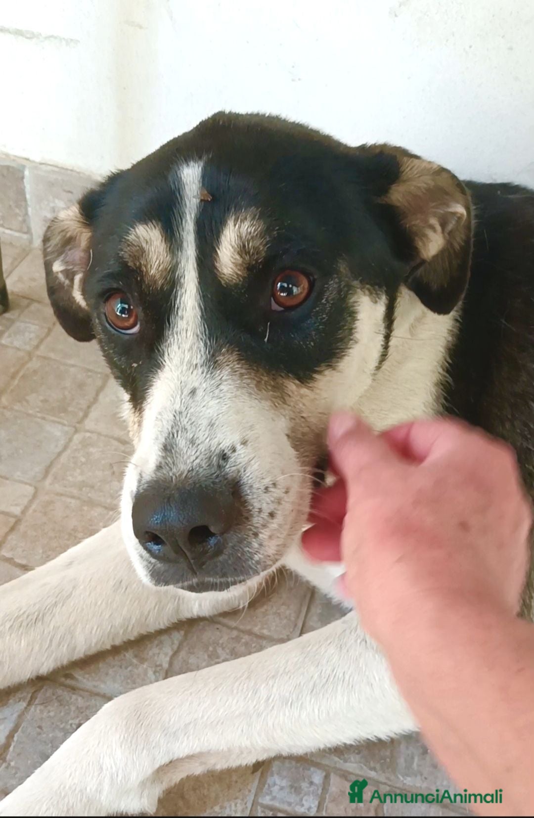 Meticcio cani Luna cerca casa  - Annuncio 1