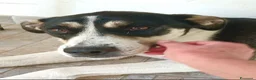 Meticcio cani in regalo: Luna cerca casa  - Annuncio 1