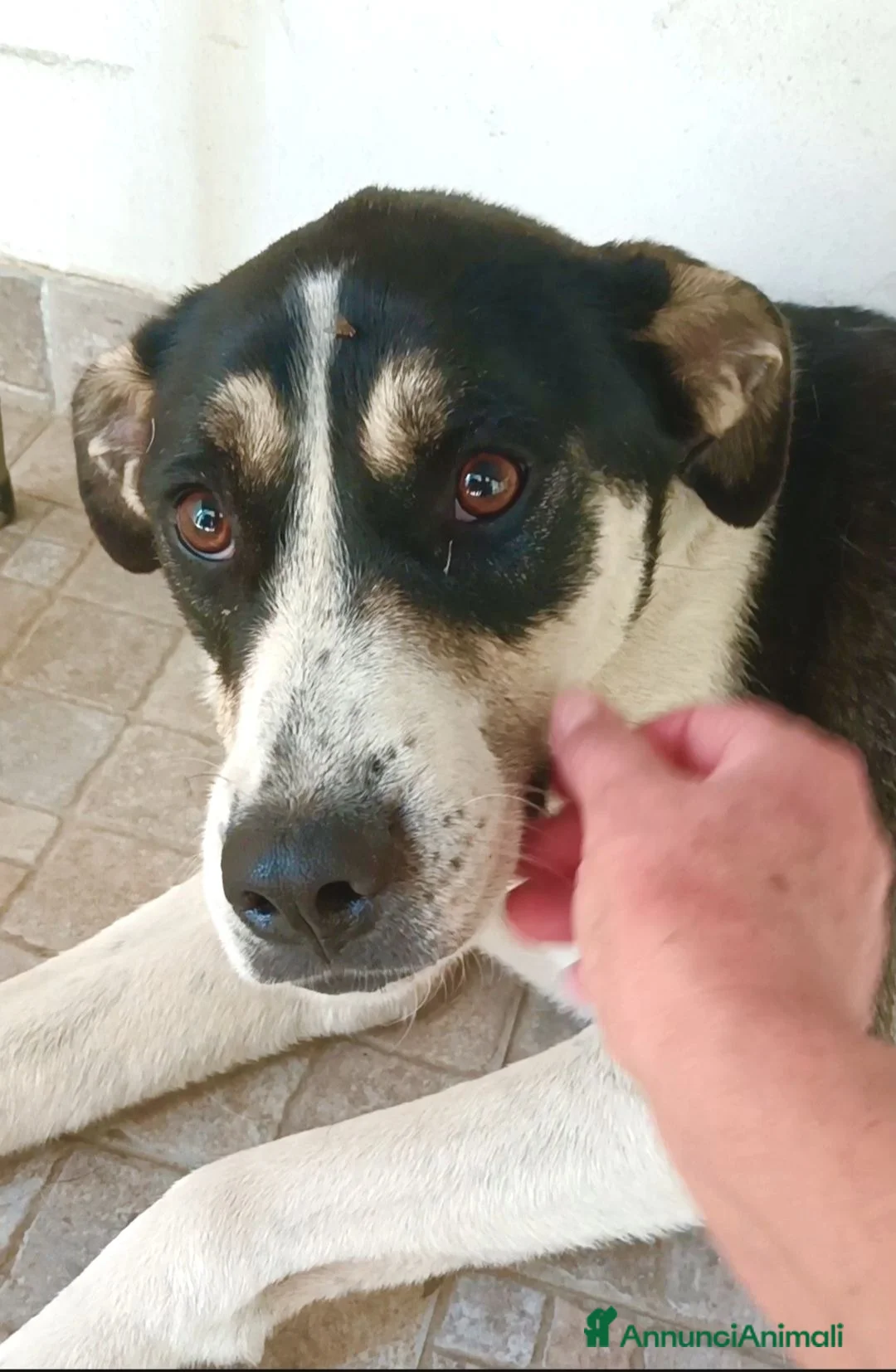 Meticcio cani in regalo: Luna cerca casa  - Annuncio 1