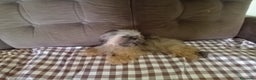 Shih Tzu cani in vendita: Shi tzu - Annuncio 5