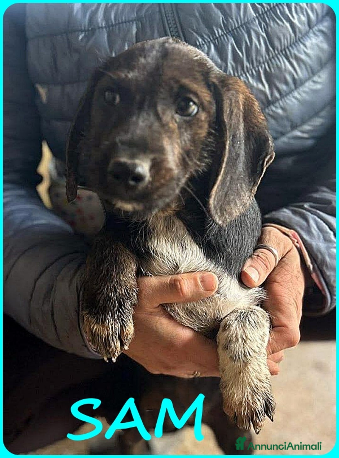 Bassotto cani in regalo: FRED E SAM CUCCIOLI 5 MESI SIMIL BASSOTTINI IN GAB - Annuncio 8