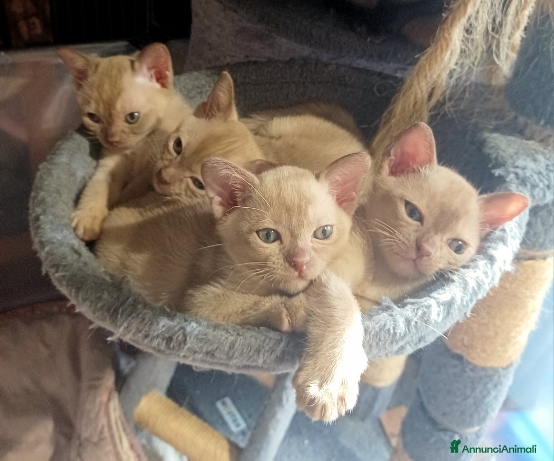 Burmese gatti in vendita: Gattini Burmesi Chocolate Brown  - Annuncio 6