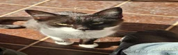 Meticcio gatti in regalo: Regalo Gatta trovatella - Annuncio 4
