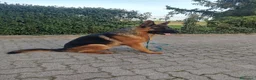 Pastore Tedesco cani in vendita: Cucciolata Pastore Tedesco - Annuncio 3