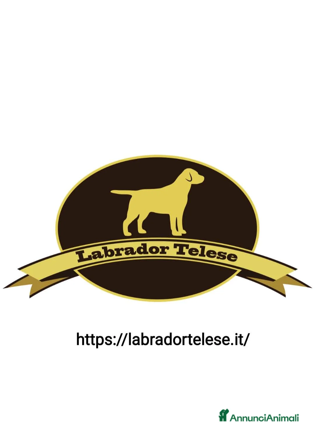 Labrador cani in vendita: Cuccioli Labrador Neri e Miele a Provincia di Pisa - Annuncio 6