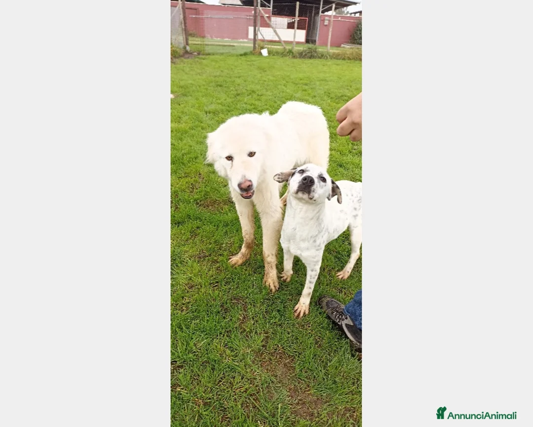 Meticcio cani in regalo: Gina che ci ricorda un dalmata è in adozione a Latina - Annuncio 5