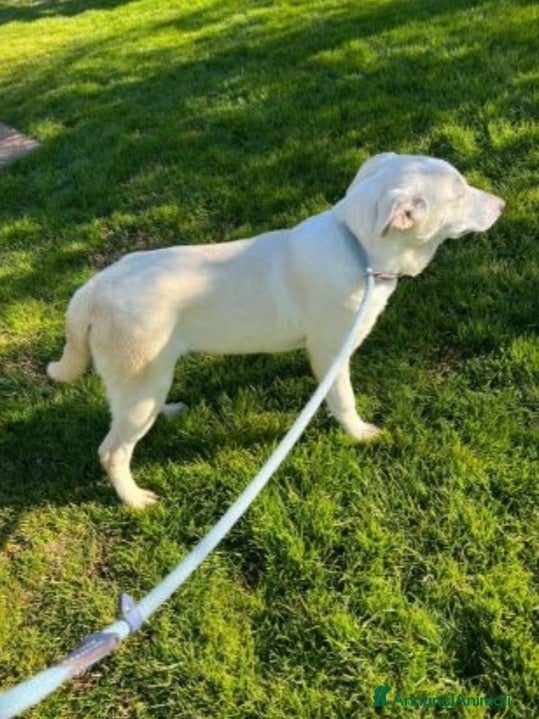 Meticcio cani Mix Labrador femmina 3anni da sempre in box.MATERA a Città metropolitana di Milano - Annuncio 2