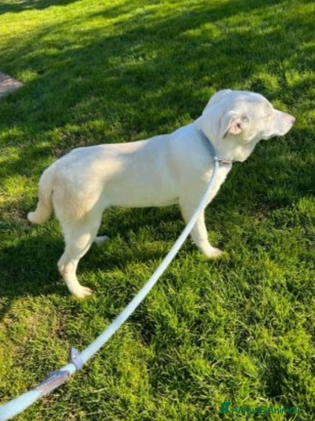 Meticcio cani in regalo: Mix Labrador femmina 3anni da sempre in box.MATERA a Città metropolitana di Milano - Annuncio 2