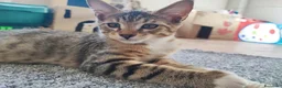 Altre razze gatti in vendita: Dolcissimi gattini cercano una famiglia amorevole - Annuncio 13