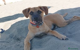 Meticcio cani in regalo: Cerco famiglia per questo adorabile cucciolo - Immagine 7