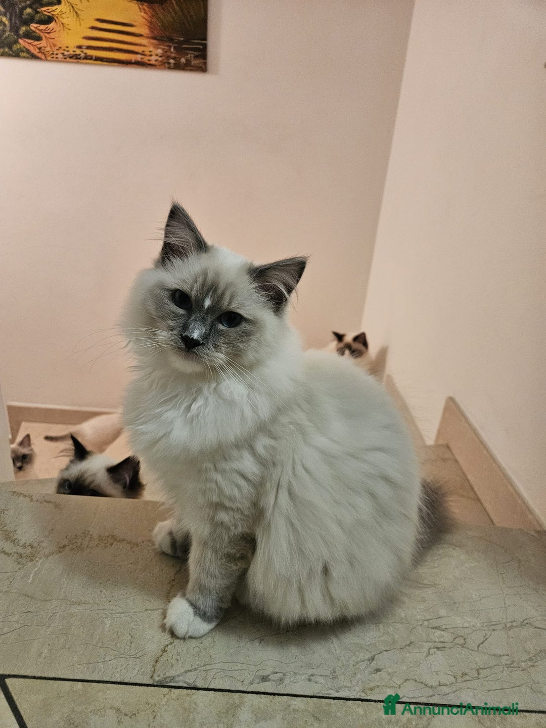 Ragdoll gatti in vendita: Ragdoll blu mitted a Provincia di Brescia - Immagine 16