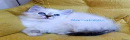 Sacro di Birmania gatti in vendita: Cucciolo sacro di Birmania  a Città metropolitana di Roma Capitale - Annuncio 3