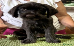Drahthaar cani in vendita: Cuccioli di Drahthaar  a Provincia di Pordenone - Immagine 10