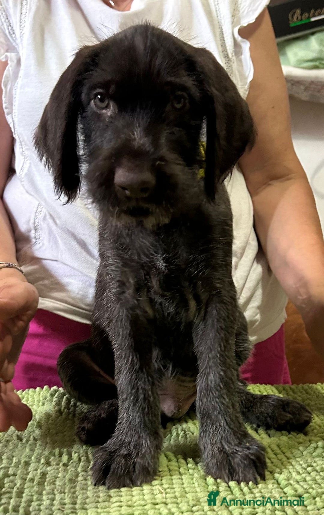 Drahthaar cani in vendita: Cuccioli di Drahthaar  a Provincia di Pordenone - Immagine 10