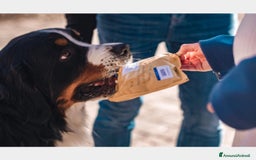 Bovaro del Bernese cani per accoppiamento: BOVARO DEL BERNESE CERCA FIDANZATA a Città Metropolitana di Torino - Immagine 1