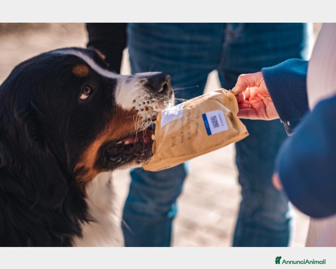 Bovaro del Bernese cani per accoppiamento: BOVARO DEL BERNESE CERCA FIDANZATA a Città Metropolitana di Torino - Immagine 1