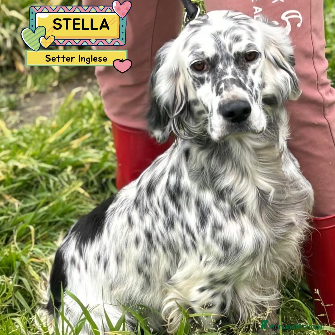 Setter Inglese cani STELLA setter inglese 2 anni cerca cacsa adozione - Annuncio 1