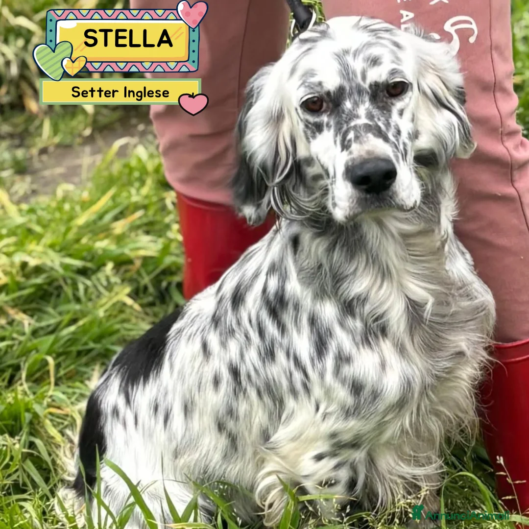 Setter Inglese cani in regalo: STELLA setter inglese 2 anni cerca cacsa adozione - Annuncio 1