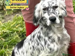 Setter Inglese cani STELLA setter inglese 2 anni cerca cacsa adozione - Annuncio 1