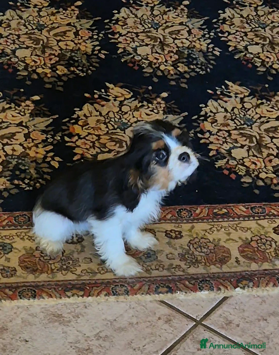 Cavalier King cani in vendita: Cucciolo di Cavalier king - Annuncio 2