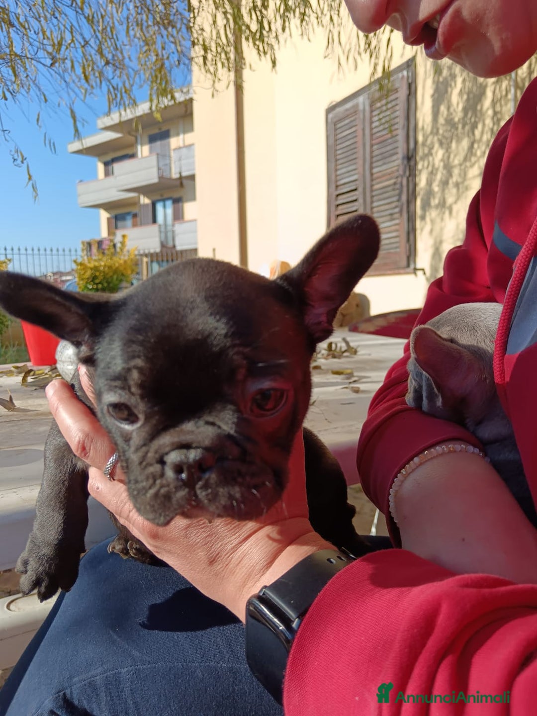 Bulldog Francese cani in vendita: Bulldog francese  - Annuncio 6