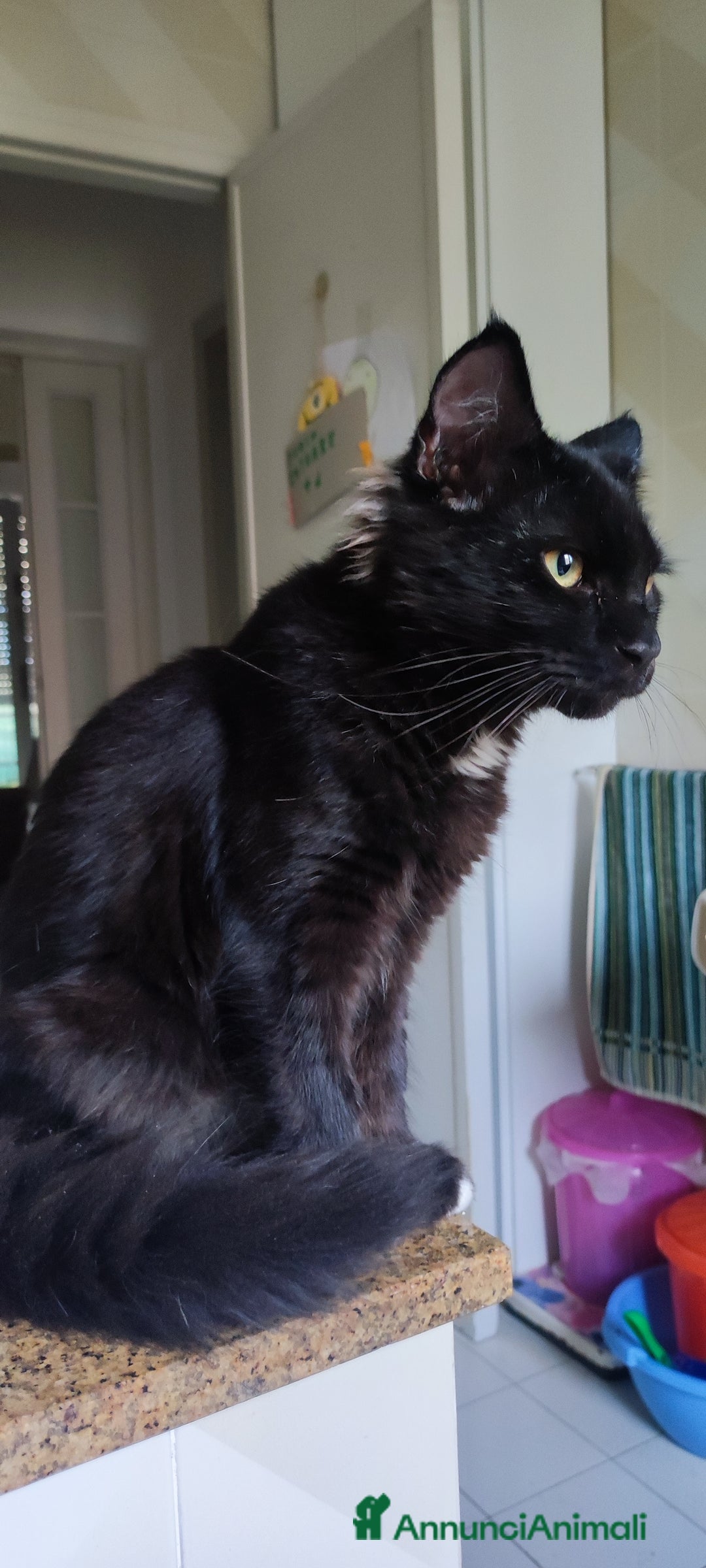 Norvegese gatti in vendita: Norvegese nero e calico - Annuncio 5