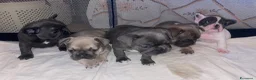 Bulldog Francese cani in vendita: Cuccioli di bulldog francese a Provincia di Perugia - Annuncio 1
