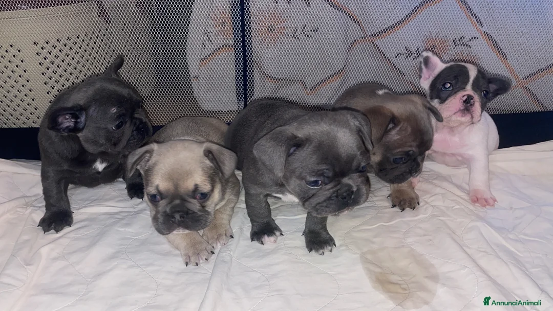 Bulldog Francese cani in vendita: Cuccioli di bulldog francese a Provincia di Perugia - Annuncio 1