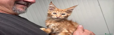 Maine Coon 1