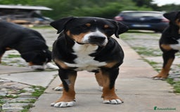 Grande Bovaro Svizzero cani in vendita: Cuccioli di Grande Bovaro Svizzero a Provincia di Sondrio - Immagine 2