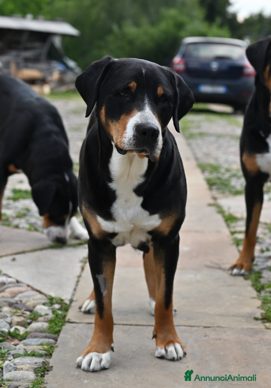 Grande Bovaro Svizzero cani in vendita: Cuccioli di Grande Bovaro Svizzero a Provincia di Sondrio - Immagine 2